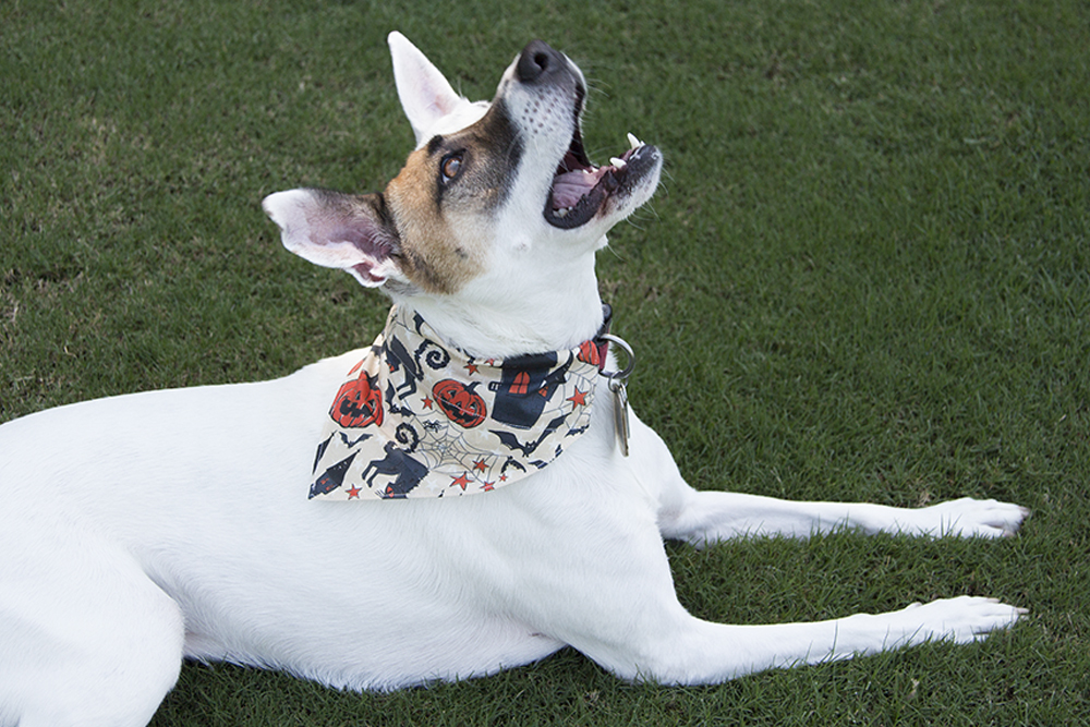 Halloween How-To: DIY Dog Bandanas for Under $3 | Spoonflower Blog