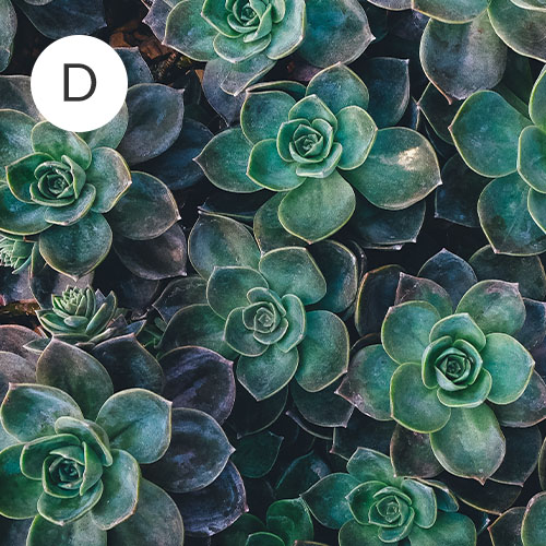 Collection of succulents | Spoonflower Blog 