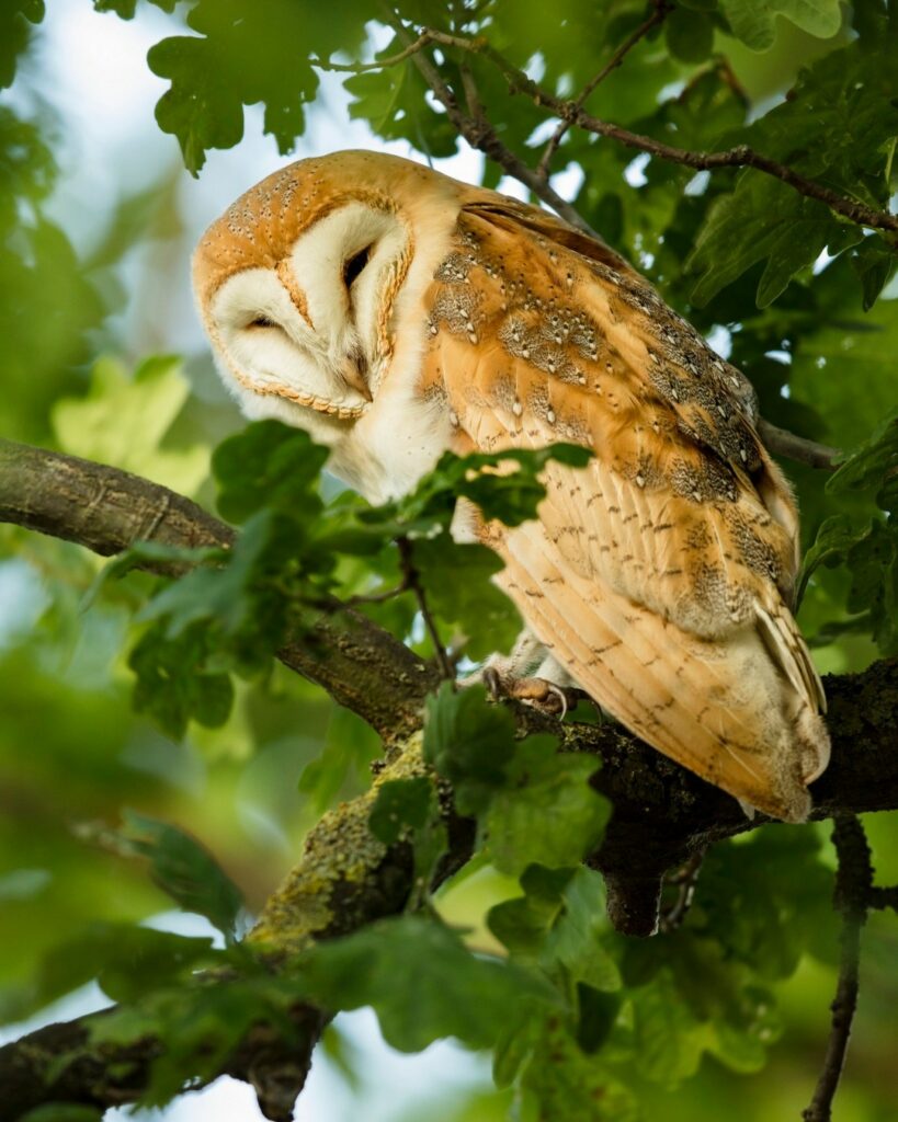 Barn Owl | Spoonflower Blog 