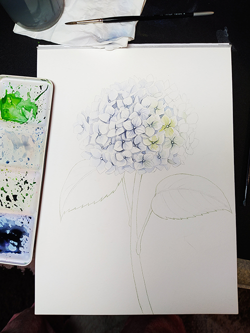 A floral study for Katerina's White Hydrangea design, a white hydrangea with a few light yellow petals is outlined on a white piece of paper. A color palette with green and blue paints is to the paper's left