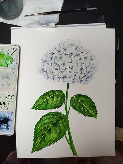 A floral study for Katerina's Blue Hydrangea design, a blue hydrangea with bright green stem and leaves in painted on a white piece of paper. A color palette with green and blue paints is to the paper's left