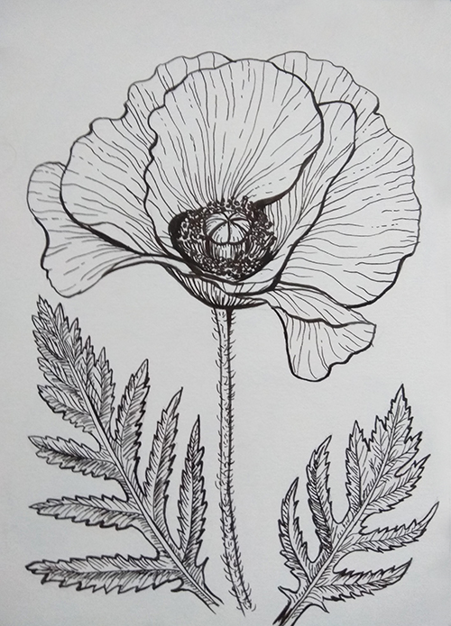 A black-and-white drawing of a poppy on a white piece of paper