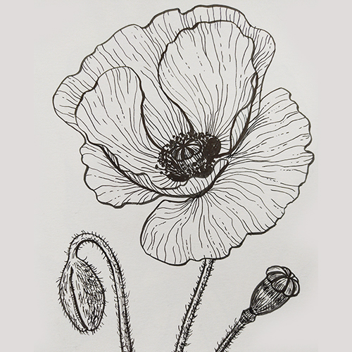A close up of a hand-drawn poppy bloom drawn in black and white 
