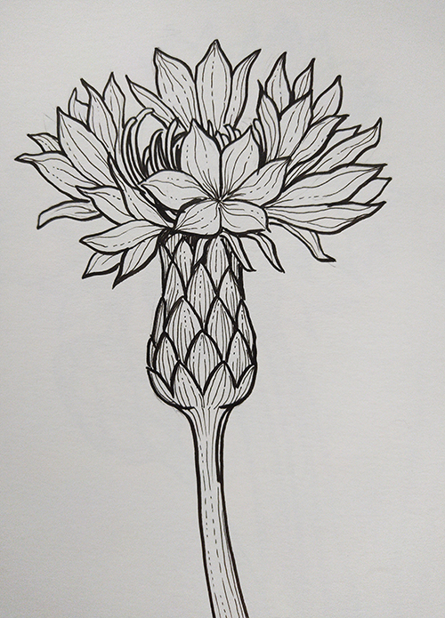 A black-and-white drawing of a cornflower with blooms popping out of the stem on a white piece of paper