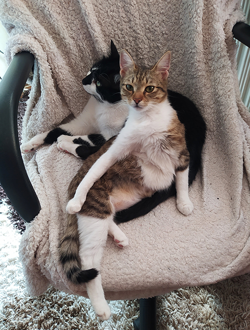 Two cats, one brown and white and one black and white cuddle on a chair. 