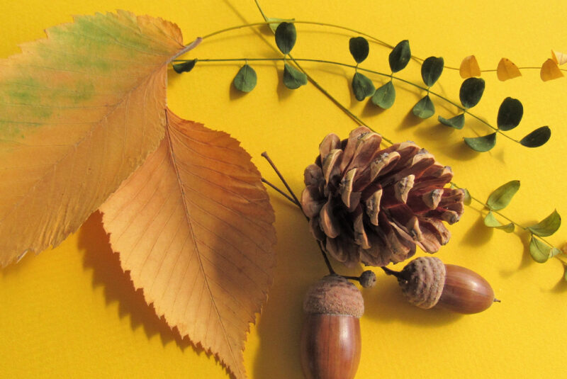 Leaves, acorns, and a pinecone on a bright yellow background