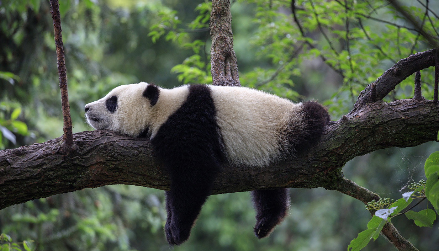 A giant panda bear taking a nap on a branch