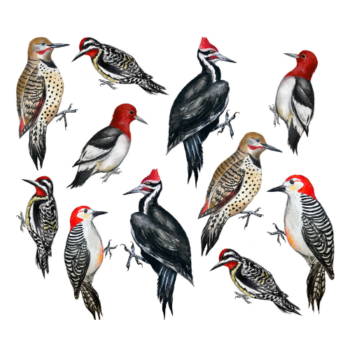 A design filled with different types of woodpeckers. Most have red heads and black-and-white bodies. A few are brown with bodies that are cream with black dots and red accents on the tips of their wings and small stripes on their faces.