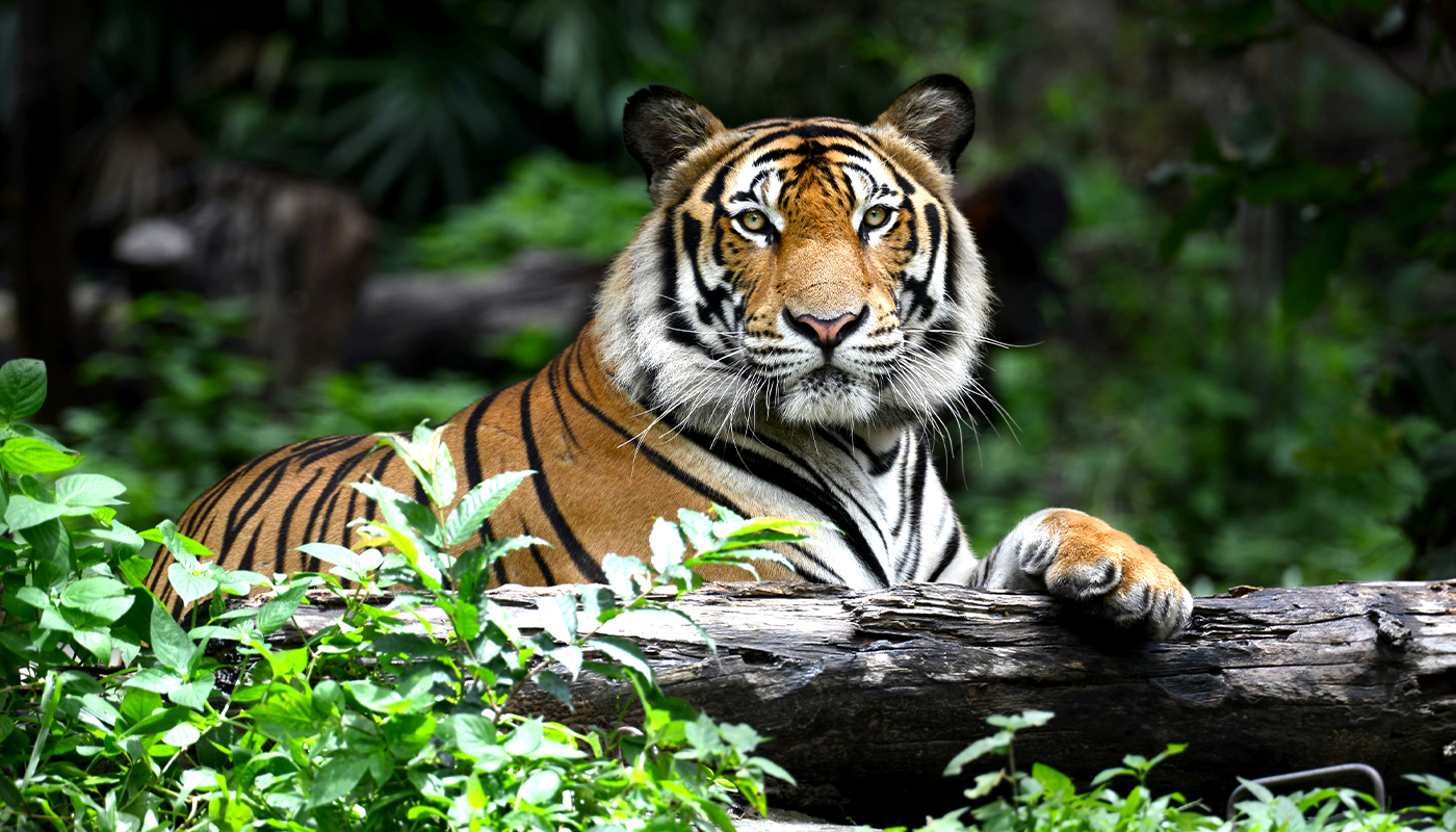 Bengal tiger sitting in the forest