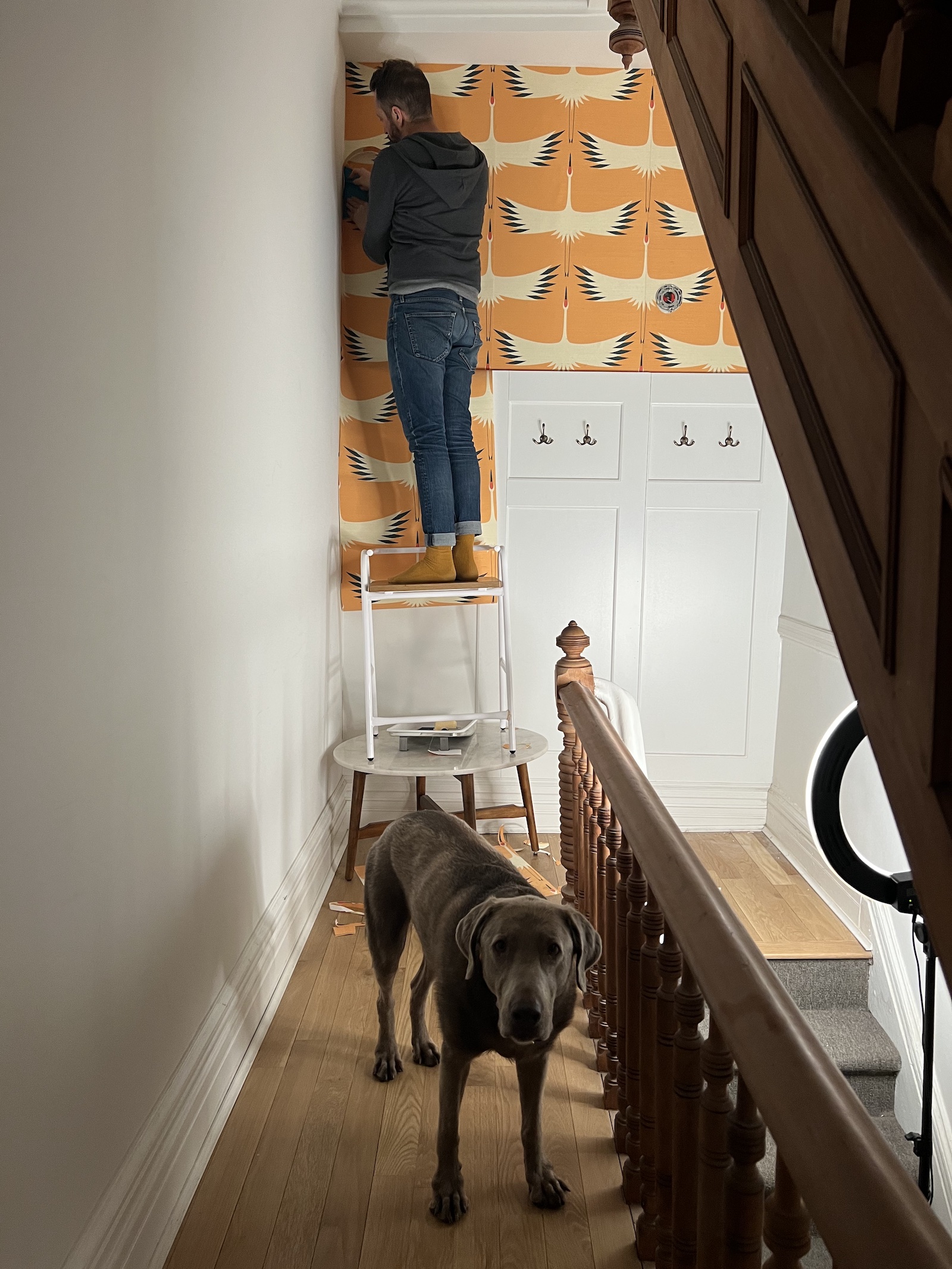 gray dog in hallway, man on ladder installing wallpaper