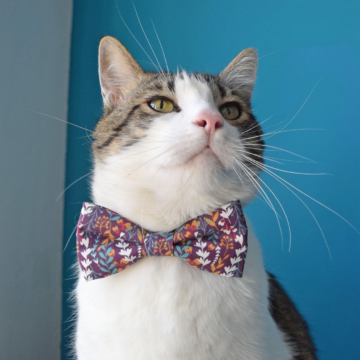 A white cat with dark yellow eyes and sections of brown tabby stripes over each eye and along its back wears a floral bowtie with a dark purple background and white, dark red, orange and sage flowers. A dark blue wall is to the cat’s right and a white wall is to the cat’s left.