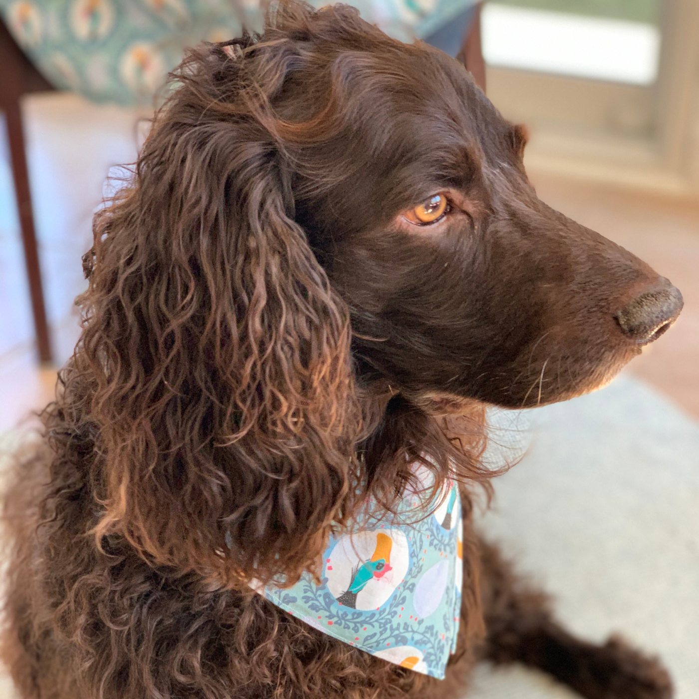 A dark brown dog with long wavy hair and dark yellow eyes wears a bandana with a blue background and rows of guinea hens in white circles alternating with light blue eggs. A ring of dark blue flowers with small red berries encircles the encircled guinea hens. A matching tablecloth with the same fabric is behind the dog.