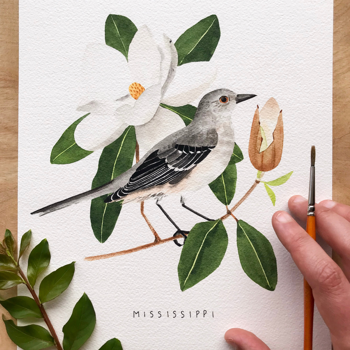 An in-progress painting of Mississippi’s state bird, a northern mockingbird, sitting on a magnolia branch with a white magnolia bloom behind it and a partially open bloom to its left. The painting is on a white piece of paper with the word “Mississippi” written underneath the bird in small black capital letters. A hand holding a small orange paintbrush is at the painting’s bottom right.