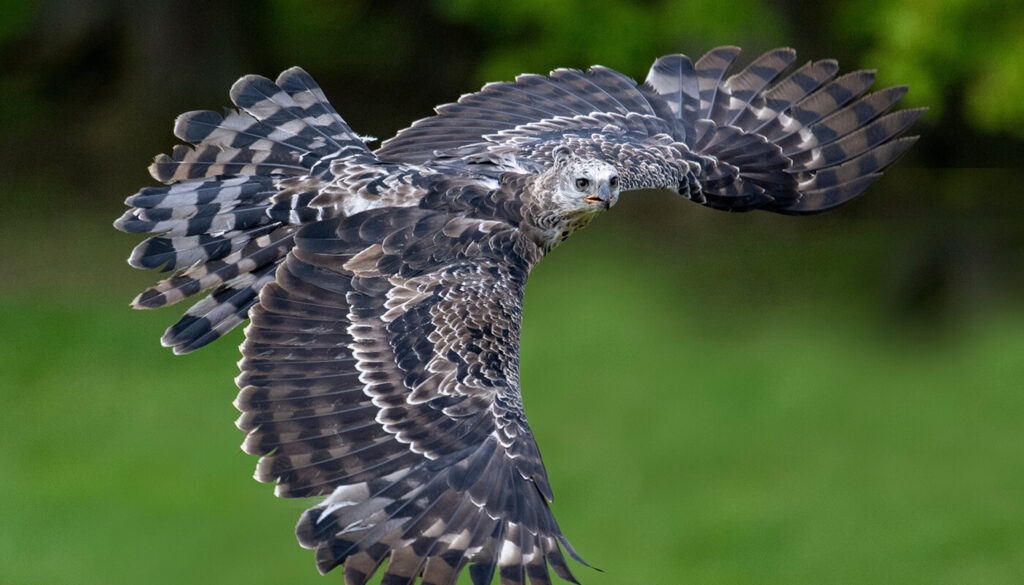 A view of a crowned eagle from above, flying through the air with its wings stretched out. The eagle is in focus, against a background of out of focus green grass and trees.