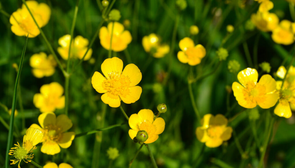 A field of yellow buttercup flowers.