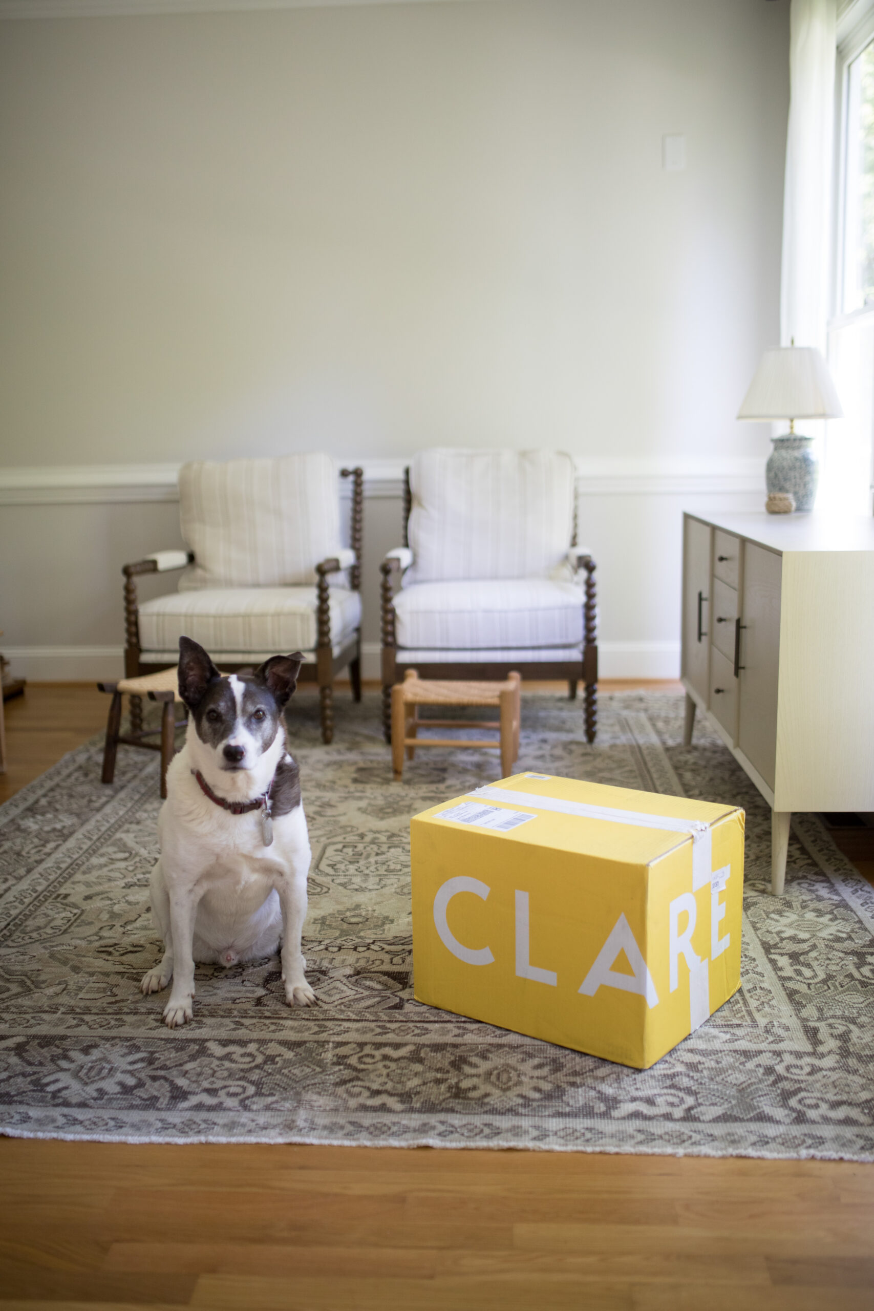 A white dog with dark brown ears and face, along with a brown patch on its right shoulder, sits next to a yellow box on the floor that says “Clare” in white all caps as it’s a box from Clare Paint. Two brown chairs covered in white cushions sit behind the dog, and a white low storage table sits to the right. The walls are cream.