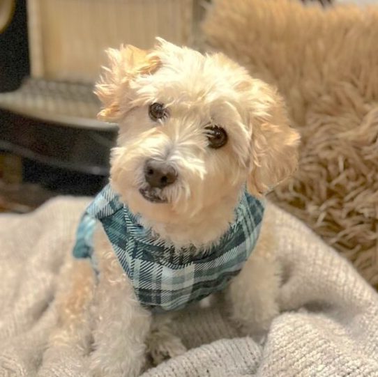 A small white dog wears a green plaid dog jacket and is snuggled on a grey blanket in front of a fireplace.