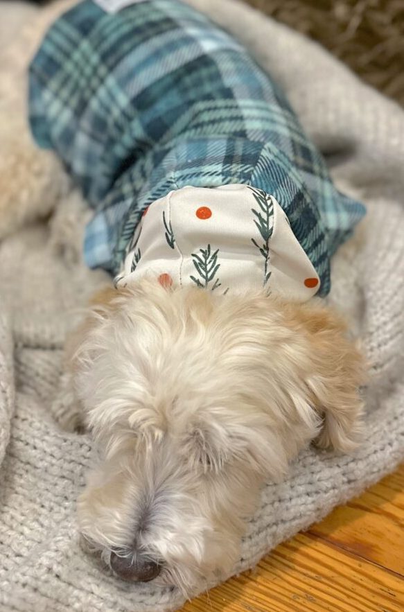 A small white dog wears a green plaid dog jacket and is snuggled on a grey blanket in front of a fireplace. The image shows the jacket from above.