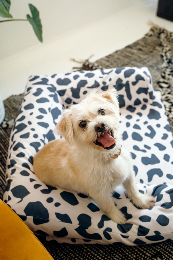 Image of the finished rectangular dog bed made in fabric that is white with black cow-print shapes. The bed has a rectangular base and a U-shaped bolster at the back and two sides. A small white dog is sitting on top of the bed looking at the camera