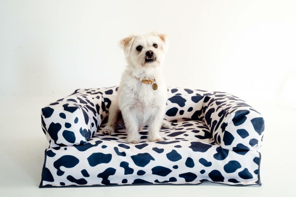 Image of the finished rectangular dog bed made in fabric that is white with black cow-print shapes. The bed has a rectangular base and a U-shaped bolster at the back and two sides. A small white dog is sitting on top of the bed.