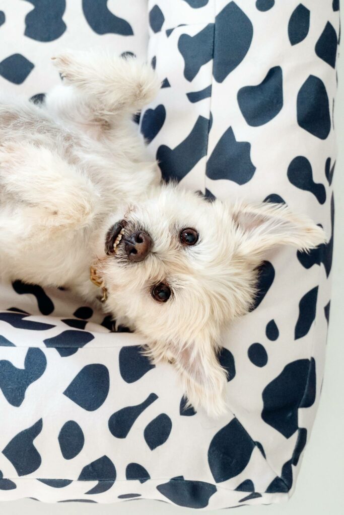 A close up of a corner of a finished rectangular dog bed made in fabric that is white with black cow-print shapes. The bed has a rectangular base and a U-shaped bolster at the back and two sides. A small white dog is lying on its back with his front paws in the air looking at the camera.