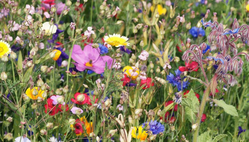A dense wildflower field is filled with green stems and leaves topped with yellow, red, purple, white and blue flowers.