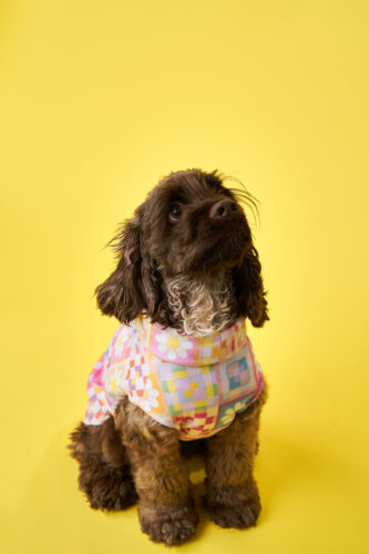 A brown dog in a fleece jacket sits in front of a yellow background.