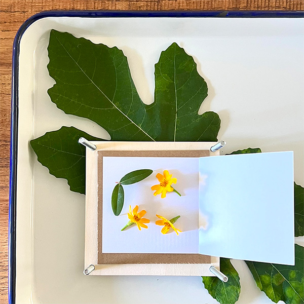 Small flowers and leave rest on a folded piece of paper that’s placed on cardboard in a flower press. A white tray with leaves is in the background, on top of a wooden surface.